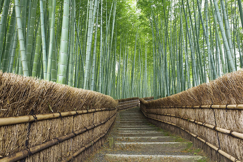 【日本嵯峨野竹林】嵯峨野竹林位于日本京都的国家指定古迹--岚山。驻足在竹林中，你可以听到风吹过竹叶发出的天籁之音，这一声音也被评为日本100种最值得保留的声音之一。