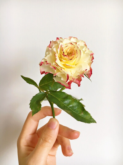 有时，忘不了花凋。有时，记不起花开。鲜花 月季 玫瑰 花 插花…