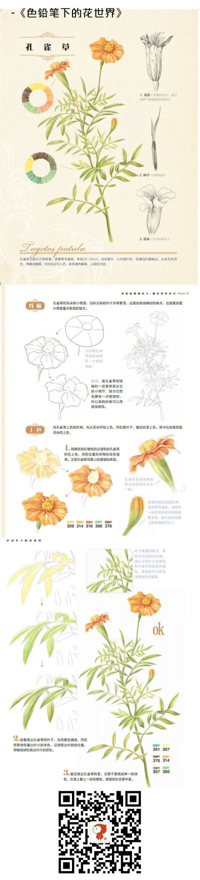 彩铅教程