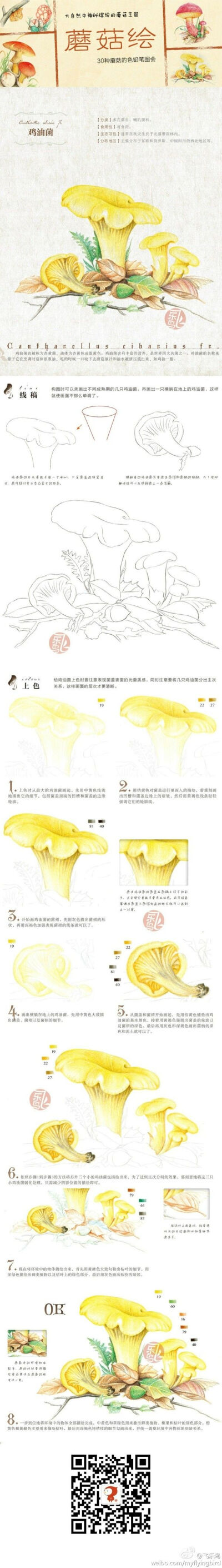 彩铅教程