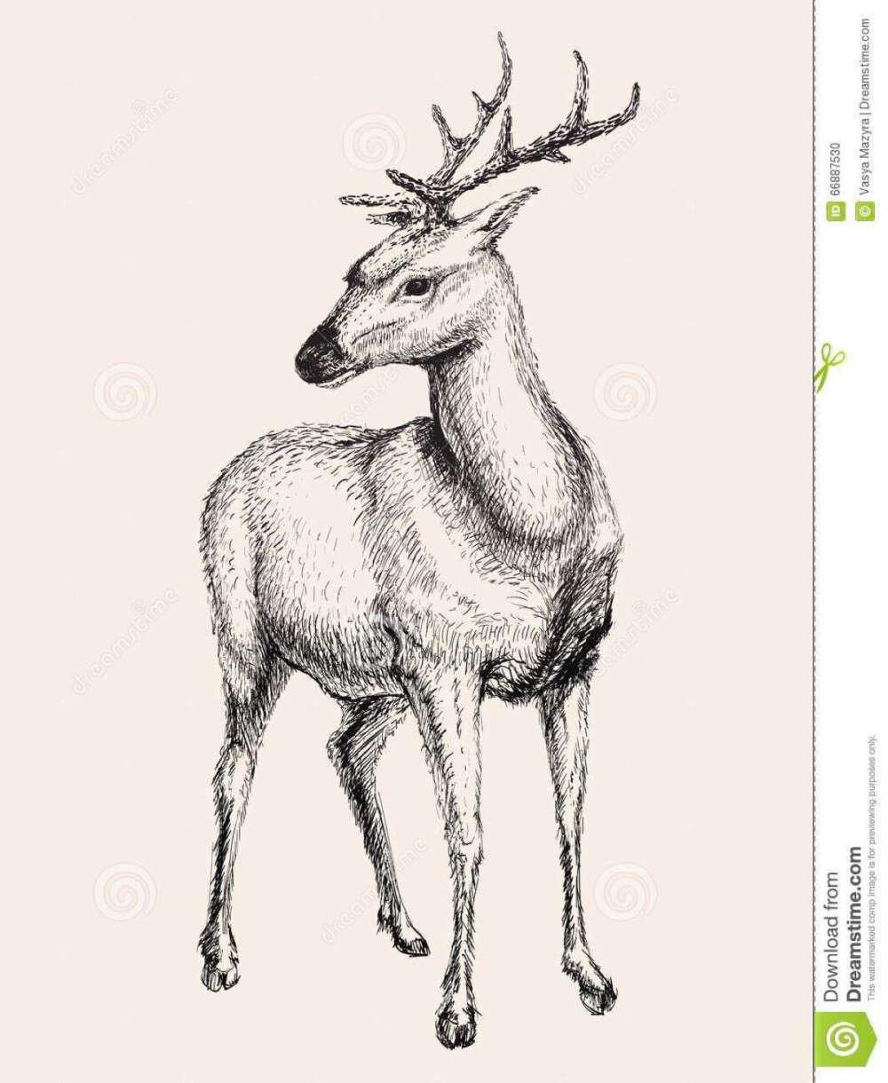 鹿腿画法图片