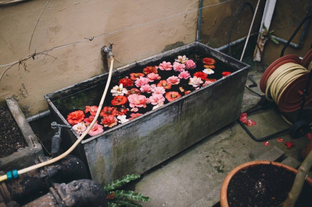 山茶花