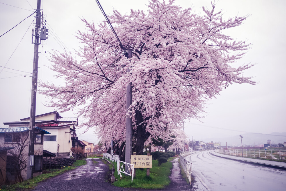 ?；?，日本，街道，雨天