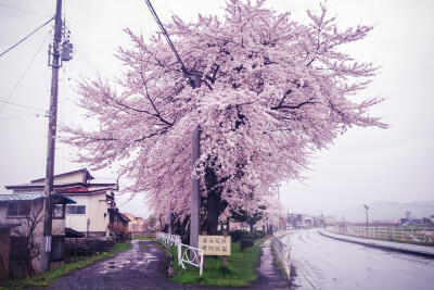 樱花，日本，街道，雨天