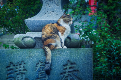 猫，日本，旅行