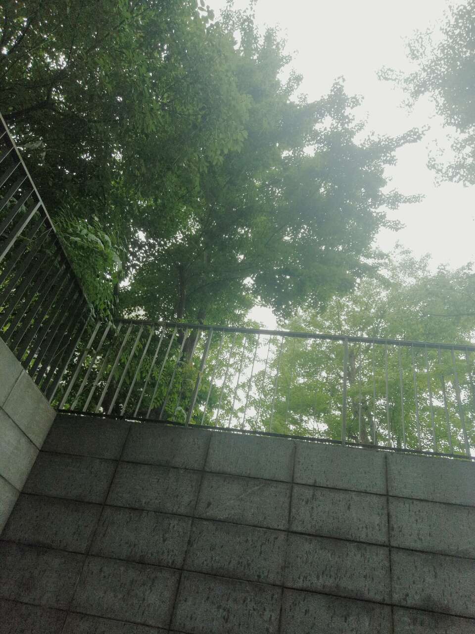 2017.6.9 아침☀비가☔ 네시