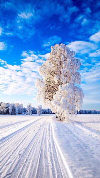 雪景