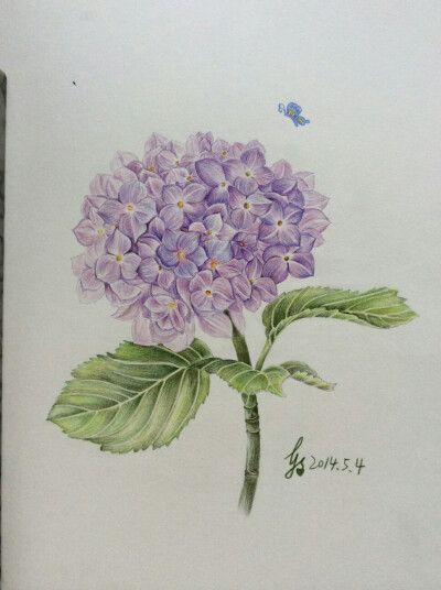 紫阳花