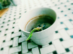 莲叶要长出来啦  penny 把不可能变成可能