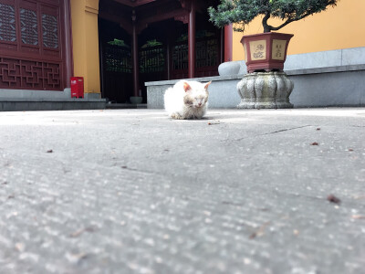 灵隐寺的猫咪，好像在打坐冥想。