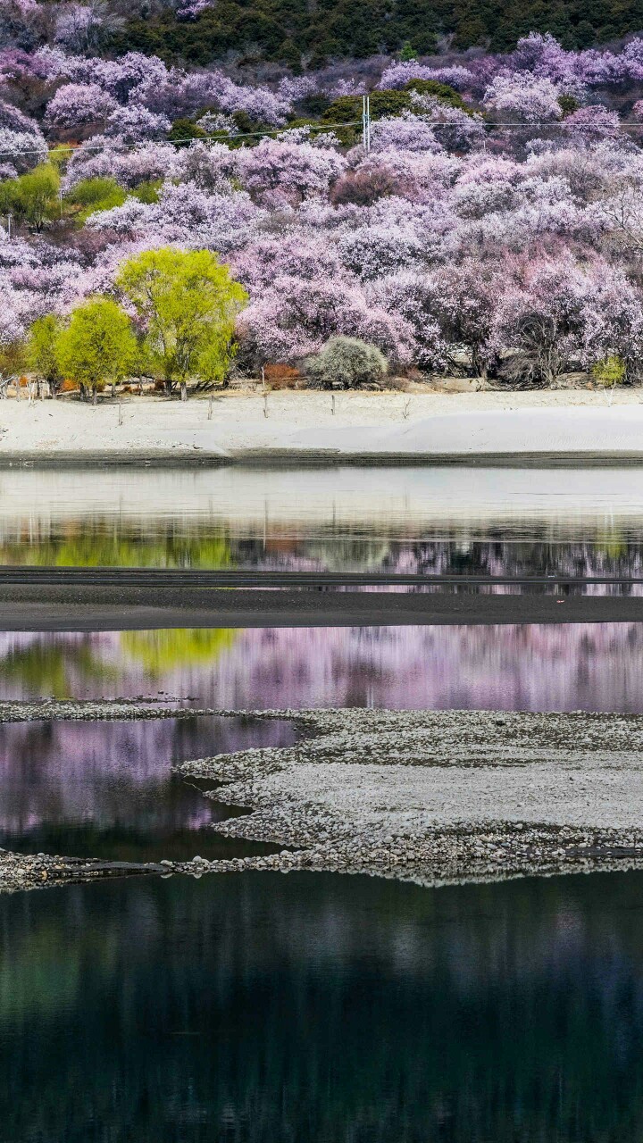 林芝