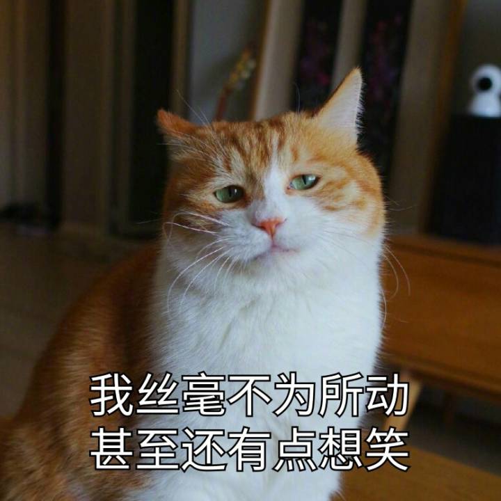 猫日.我丝毫不为所动...