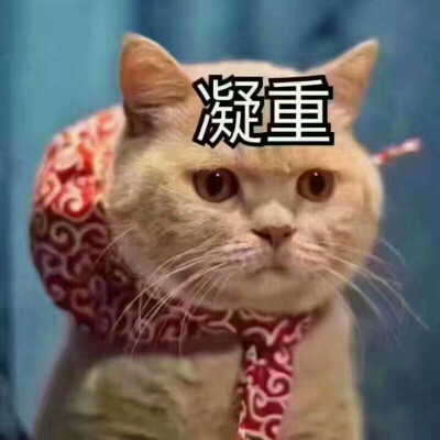 橘猫 橘猫的凝视 凝重 冷漠