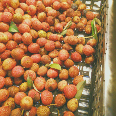 无人知是荔枝来