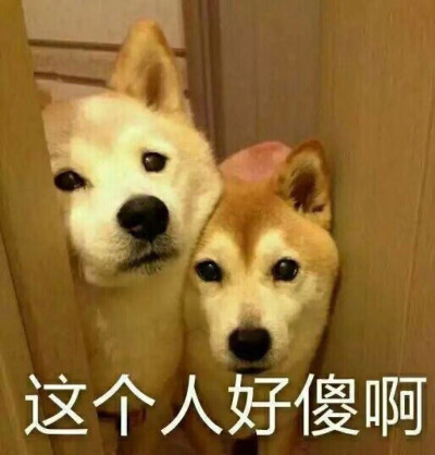 狗 柴犬 表情包 傻 爸爸的表情包