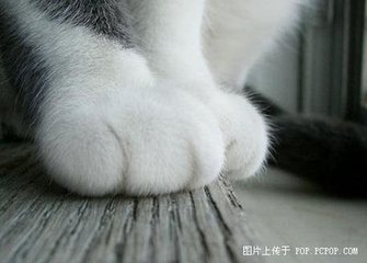 猫爪