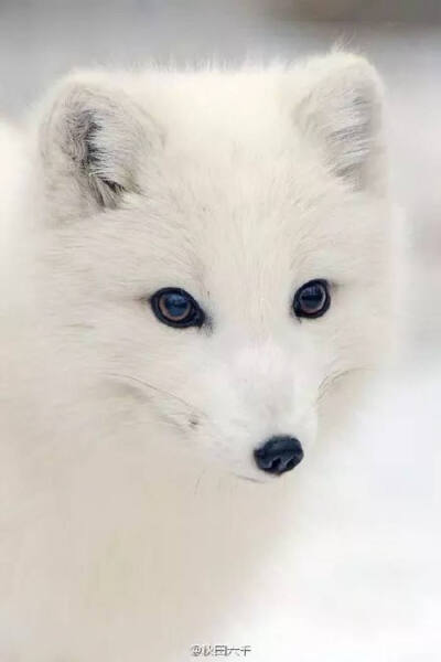 雪狐 - 高清图片，堆糖，美图壁纸兴趣社区