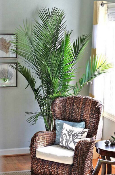 要想生活过得“趣”，家中必须带点“绿”