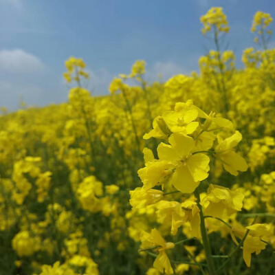 油菜花