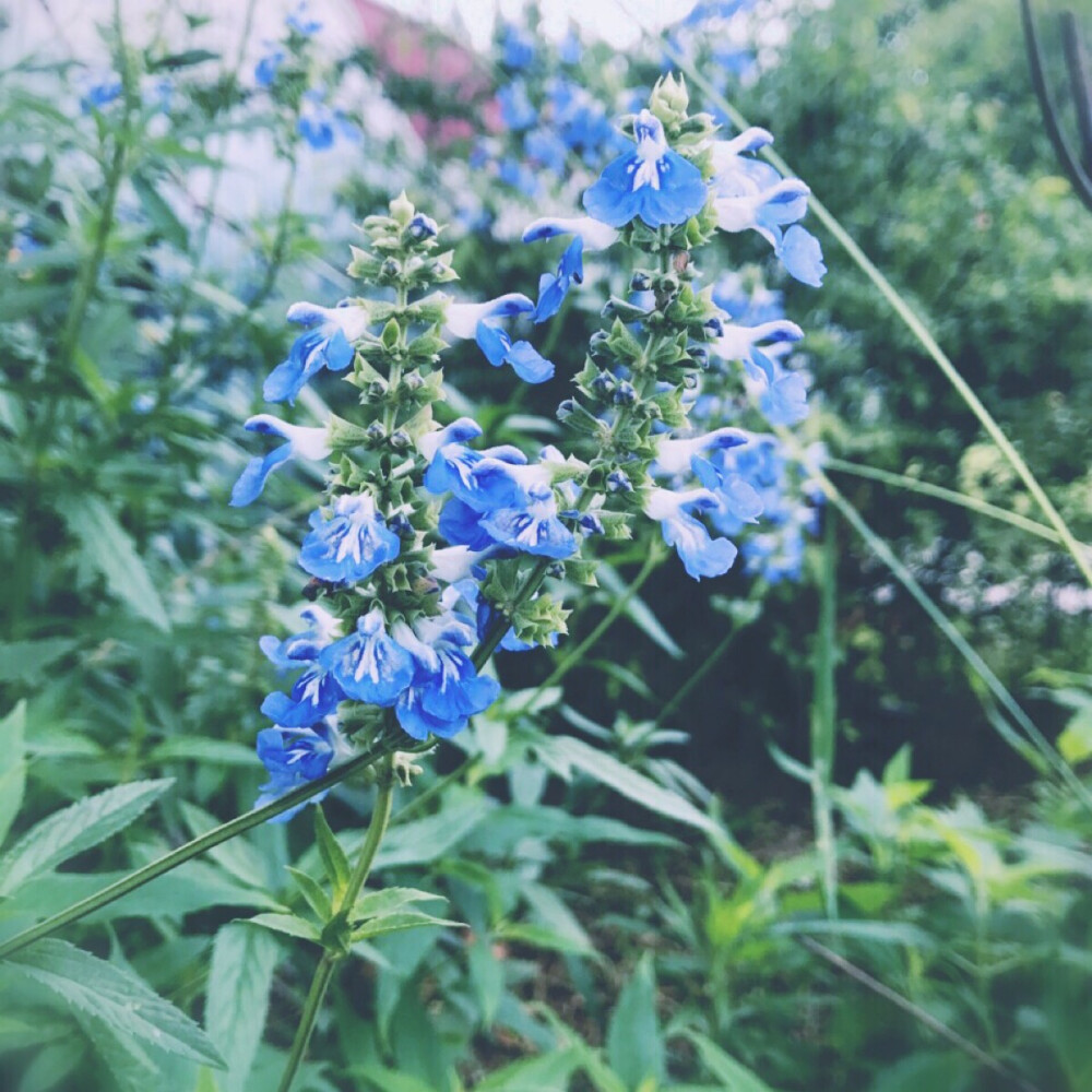 天藍鼠尾草