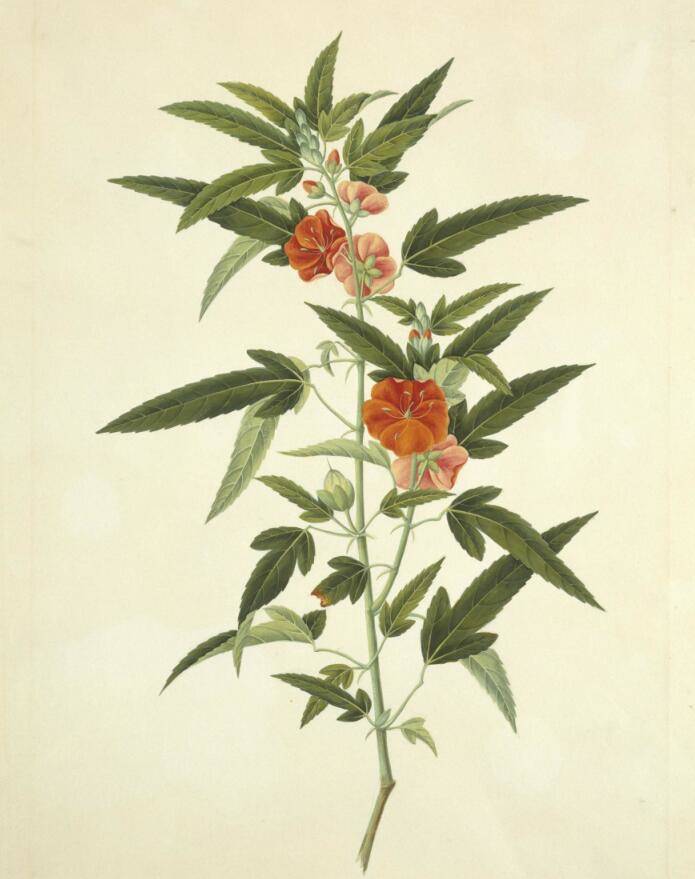 《午时花》――中国清代外销画之植物花卉欣赏
