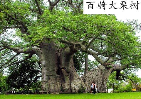 世界上最粗的树是百骑大栗树
百骑大栗树又叫“百马树”，生长在地中海西西里岛的埃特纳火山的山坡上。树干直径达17.5米，周长有55米。它不仅是世界上最粗的树木，也是最粗的植物。 “百骑大栗树”的正式树各名称叫欧洲栗(Castanea sativa)，又称甜栗，是欧洲的乡土树种，非洲北部和亚洲西部也有分布。它的坚果可食，木材优良，可作建筑、家具、细工木用材。
关于这株栗树还有一段有趣的逸事。中世纪时，西西里岛曾一度被西班牙的阿拉贡王国所统治。据说有一年夏天，阿拉贡王带了百名随从骑马来到埃特纳火山脚步下巡车，突遇大雨，附近又没有可供避雨的房屋。正巧不远处有一片“小树木”，于是国王带着手下急驰而至，原来，刚才见到“树林”，只不过是一株巨大的栗树。这株栗树的树干极粗，大约要30多个人才能合抱，树冠枝繁叶茂，如一把天然巨伞，竟然将阿拉贡王有手下的百余名骑手全部遮住。从此，这株护驾有功的栗树就出了名，被誉为“百骑大栗树”，又称“百马树”。