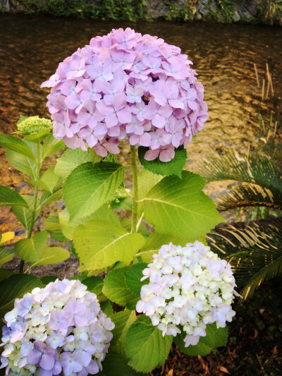 紫阳花 