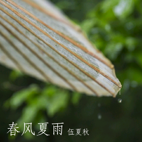 五色石南叶—春风夏雨