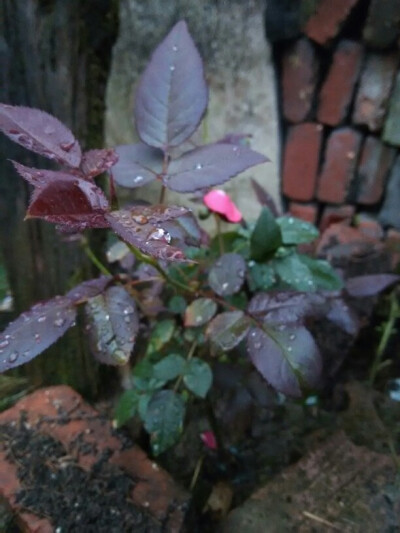 月季
别名：月月红、月月花、长春花、四季花、胜春