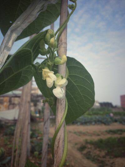 园子里的豇豆开花了……