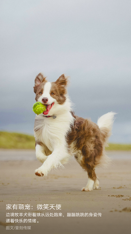 牧羊犬