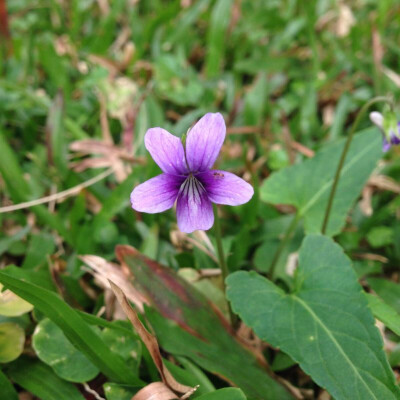 广州珠江公园草地里的小野花❀