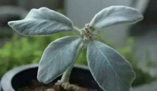 奇花异卉——月宴（多肉植物）
巴西高原断崖峭壁上生长的神秘之花
叶面上附着轻盈的绒毛
珍贵又美丽
