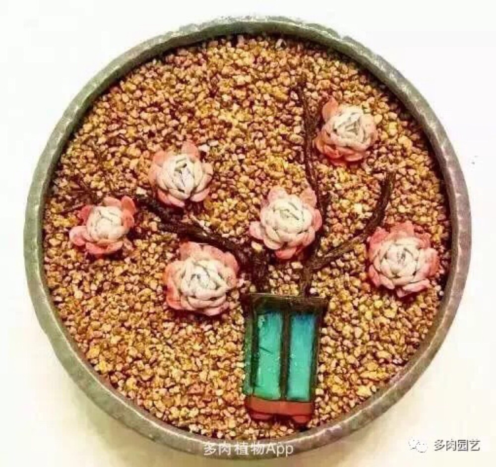 多肉立体拼盘