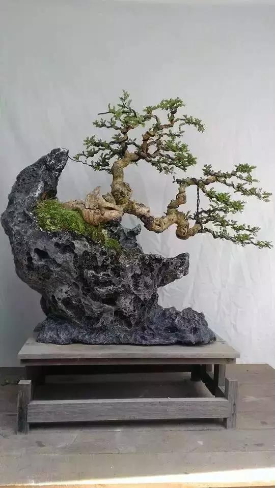 川派盆景艺术
川派盆景的树木盆景，以展示虬曲多姿、苍古雄奇特色