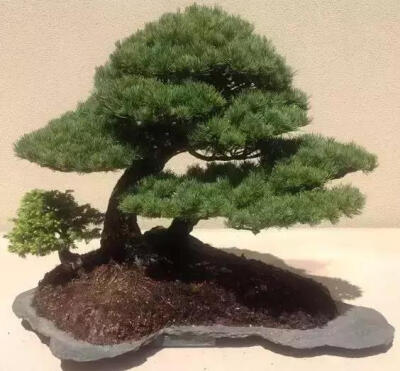 川派盆景艺术
川派盆景的树木盆景，以展示虬曲多姿、苍古雄奇特色