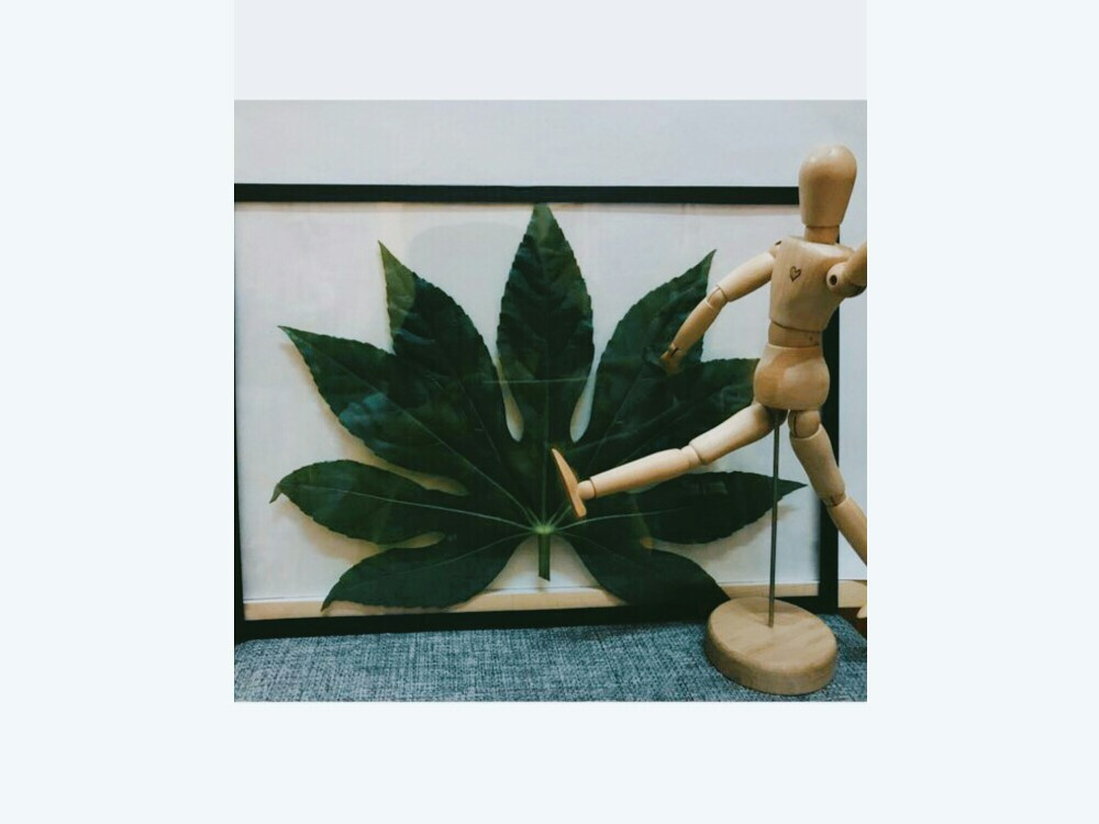 植物标本