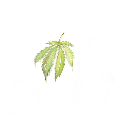 小清新 树叶 绿色 水彩 植物 插画
