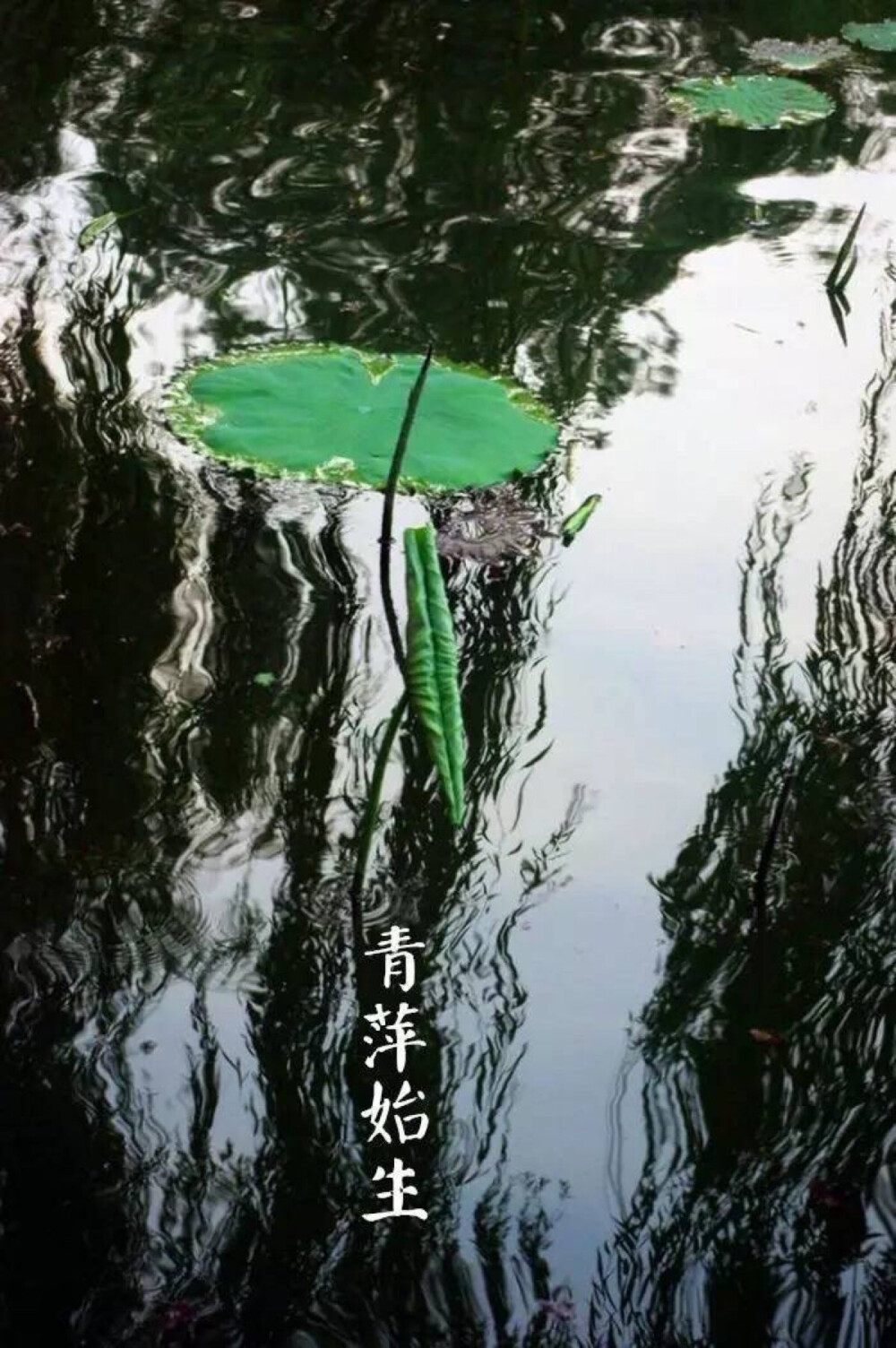 【中国节气：谷雨】青萍始生，浮鱼戏水。骤雨成瀑，落英犹香，夏燕筑巢。牡丹吐蕊，樱桃红熟。
一壶新茗，早睡早起。
《通纬·孝经援神契》：清明后十五日，斗指辰，为谷雨，三月中，言雨生百谷清净明洁也。 ​​​