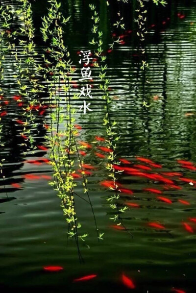 【中国节气：谷雨】青萍始生，浮鱼戏水。骤雨成瀑，落英犹香，夏燕筑巢。牡丹吐蕊，樱桃红熟。
一壶新茗，早睡早起。
《通纬·孝经援神契》：清明后十五日，斗指辰，为谷雨，三月中，言雨生百谷清净明洁也。 ​​​