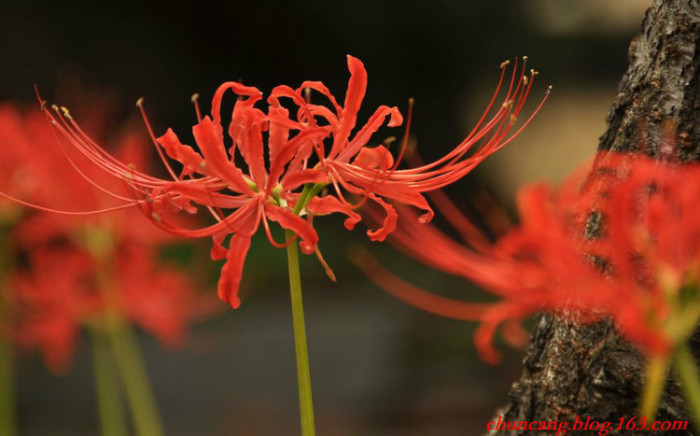 【曼珠沙华 】彼岸花（Lycorisradiata），红色彼岸花，学名红花石蒜,;又称彼岸花、龙爪花、老鸦蒜、石蒜、无义草、蒜头草、幽灵花、地狱花、死亡之花、舍子花、蟑螂花、生死之花、平地一声雷、鬼擎火、山乌毒、忘川。【花语】无尽的爱情、死亡的前兆、地狱的召唤