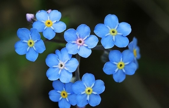 【勿忘我】 匙叶草，拉丁文名:Latouchea fokiensis Franch. 龙胆科、匙叶草属多年生草本，全株光滑无毛。茎直立，黄绿色，近圆形，单一，不分枝。（别名）：星辰花、补血草、不凋花、匙叶花、斯太菊、矶松 【花语】永恒的爱、浓情厚谊、永不变的心。 请不要忘记我真诚的爱。请想念我，忠贞的希望一切都还没有晚，我会再次归来 给你幸福