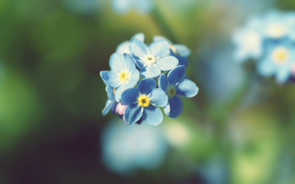 【勿忘我】 匙叶草，拉丁文名:Latouchea fokiensis Franch. 龙胆科、匙叶草属多年生草本，全株光滑无毛。茎直立，黄绿色，近圆形，单一，不分枝。（别名）：星辰花、补血草、不凋花、匙叶花、斯太菊、矶松 【花语】永恒的爱、浓情厚谊、永不变的心。 请不要忘记我真诚的爱。请想念我，忠贞的希望一切都还没有晚，我会再次归来 给你幸福