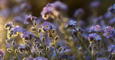 【勿忘我】 匙叶草，拉丁文名:Latouchea fokiensis Franch. 龙胆科、匙叶草属多年生草本，全株光滑无毛。茎直立，黄绿色，近圆形，单一，不分枝。（别名）：星辰花、补血草、不凋花、匙叶花、斯太菊、矶松 【花语】…