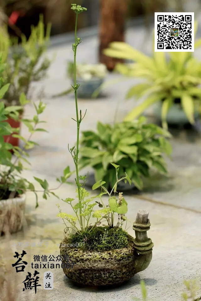 日本山野草盆栽