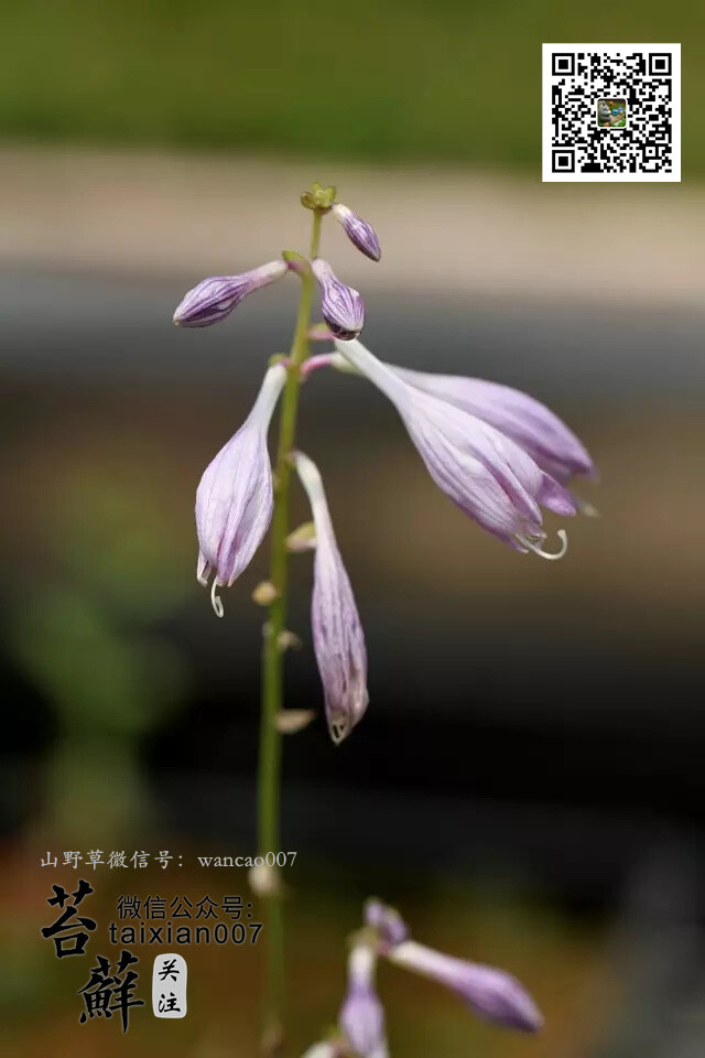 進(jìn)口山野草盆景