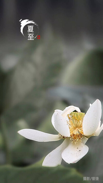 花开未闻 夏至已至