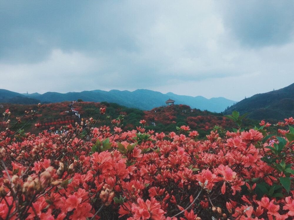 映山红