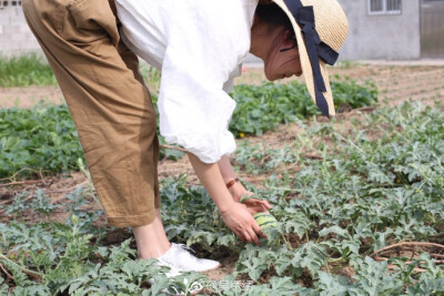 我们家小园子也渐渐地有了夏天的模样。☘ ​​​​