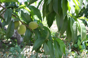 我们家小园子也渐渐地有了夏天的模样。☘ ​​​​